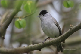 <p>PĚNICE ČERNOHLAVÁ (Sylvia atricapilla) /Eurasian blackcap - Mönchsgrasmücke/</p>